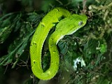 Costa Rica  Lora venenosa (striped Pit Viper) : Lora venenosa (striped Pit Viper)
