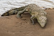 Costa Rica  Crocodile : Crocodile