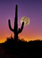Beaver Moon 2025  Beaver Moon 2025 : Beaver Moon 2025