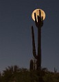 Desert Moon Series  Full Moon, Beaver Moon, Soutwest Desert Moon : Full Moon, Beaver Moon, Soutwest Desert Moon
