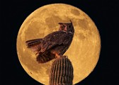 Desert Moon Series  Full Moon, Beaver Moon, Soutwest Desert Moon : Full Moon, Beaver Moon, Soutwest Desert Moon