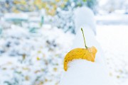 First Snow  First Snow : First Snow