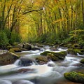 Great Smoky Mountains  Great Smoky Mountains : Great Smoky Mountains