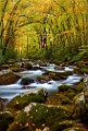 Great Smoky Mountains  Great Smoky Mountains : Great Smoky Mountains