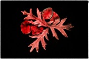 Macro Photography  Macro Photography : Macro PhotographyMacro Photography