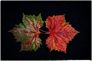 Macro Photography  Macro Photography : Macro Photography