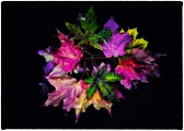 Macro Photography  Macro Photography : Macro Photography
