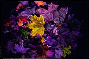 Macro Photography  Macro Photography : Macro Photography