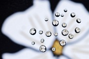Macro Photography  Macro Photography : Macro Photography