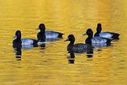 Nikon 200-500mm f/5.6 Test Shots-Lesser Scaup