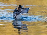 Nikon 200-500mm f/5.6 Test Shots-Lesser Scaup