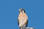 Nikon 200-500mm f/5.6 Test Shots-American Kestrel