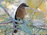 Nikon 200-500mm f/5.6 Test Shots-Great-tailed Grackle, Female