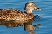 Nikon 200-500mm f/5.6 Test Shots-Mallard
