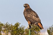 Red-tailed Hawk