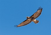 Red-tailed Hawk