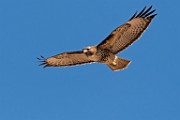 Red-tailed Hawk