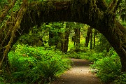 Olympic National Park : Olympic National Park