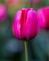 Pearl Stree Mall Tulips  Pearl Street Tulips