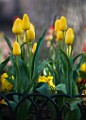 Pearl Stree Mall Tulips  Pearl Street Tulips