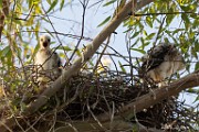 Peregrine Falcons