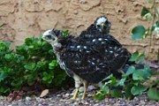 Peregrine Falcons