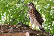 Peregrine Falcons