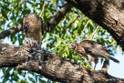 Peregrine Falcons
