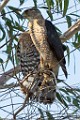 Peregrine Falcons