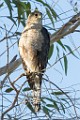 Peregrine Falcons