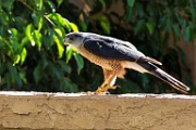 Peregrine Falcons