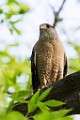 Peregrine Falcons