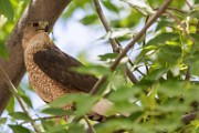 Peregrine Falcons