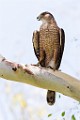 Peregrine Falcons