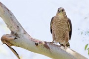 Peregrine Falcons