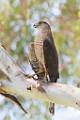 Peregrine Falcons