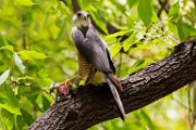 Peregrine Falcons