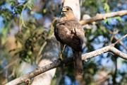 Peregrine Falcons