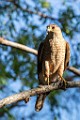 Peregrine Falcons