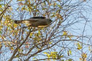 Peregrine Falcons
