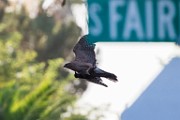 Peregrine Falcons