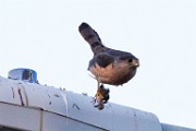 Peregrine Falcons