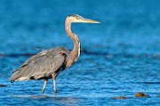 Sea of Cortez Shore Birds  Great Blue Heron : Great Blue Heron
