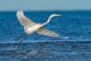Sea of Cortez Shore Birds  Great Heron : Great Heron