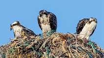 Sea of Cortez Workshop, Mexico, May 2021