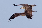 Sea of Cortez Workshop  Osprey : Osprey