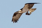 Sea of Cortez Workshop  Osprey : Osprey