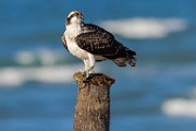 Sea of Cortez Workshop  Osprey : Osprey
