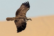 Sea of Cortez Workshop  Osprey : Osprey