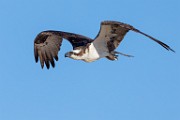 Sea of Cortez Workshop  Osprey : Osprey